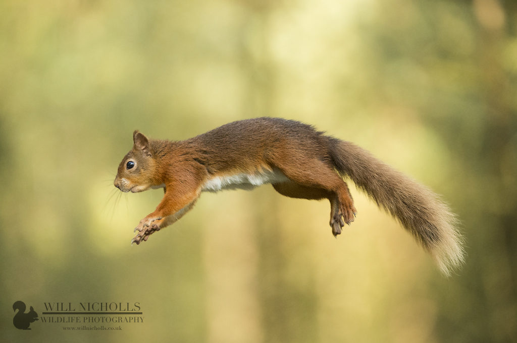 Jumping Red Squirrel