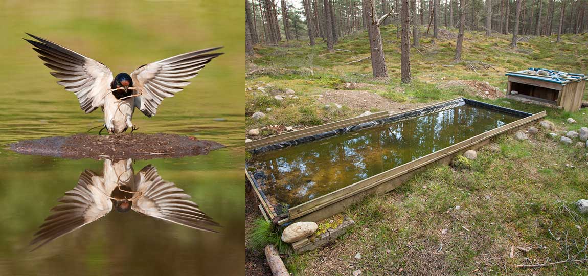 How to Build a Bird Reflection Pool