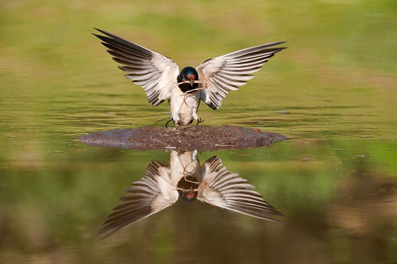 Swallow Reflected