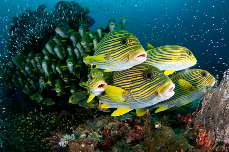 An Introduction To Underwater Photography Nature TTL An Introduction To Underwater Photography Nature TTL