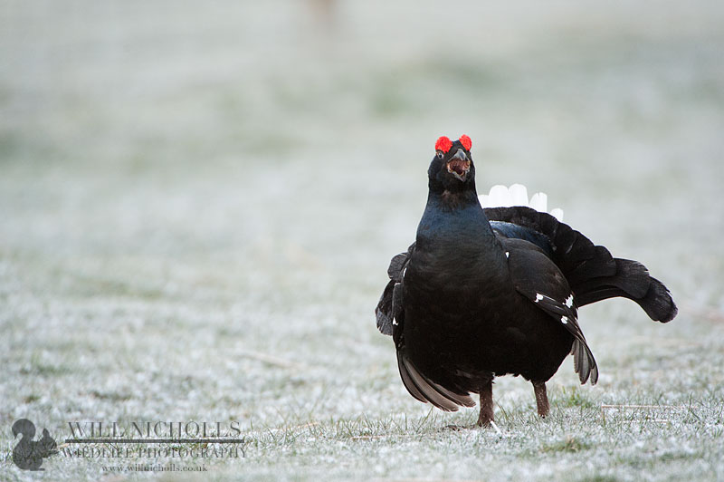 black-grouse-calling