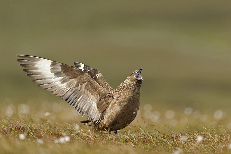 Great_Skua