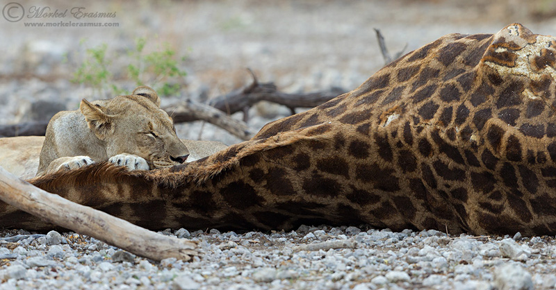 Giraffe and Lion