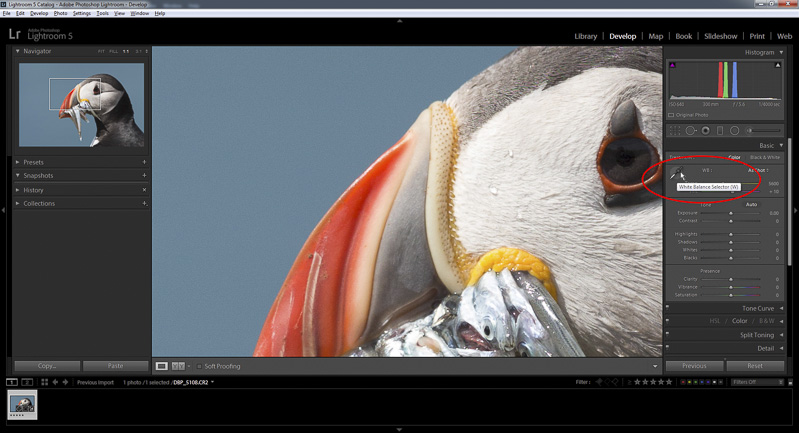 White Balance Lightroom
