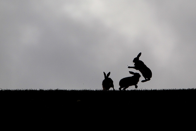 Brown Hare Boxing Silhouette