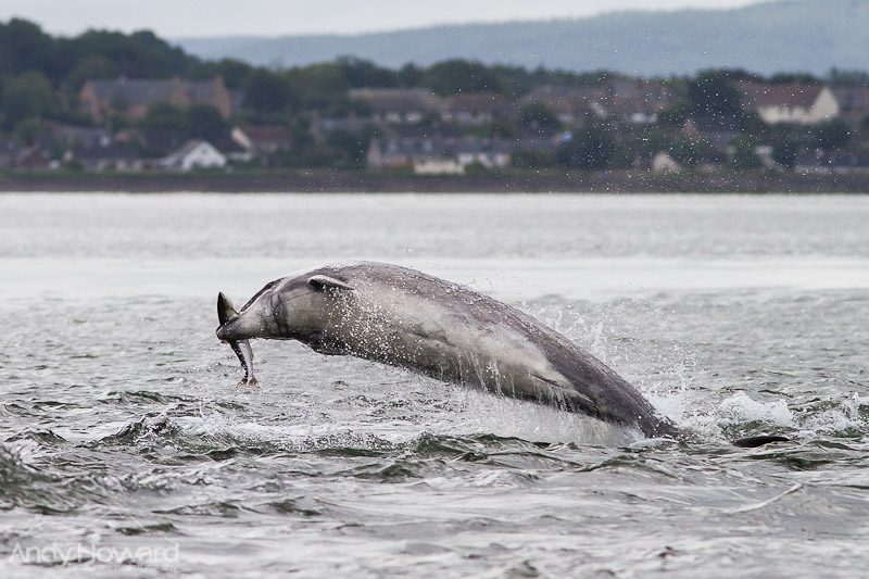 How to Photograph Dolphins Chanonry point