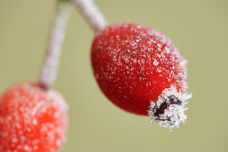 photographing frost and ice mark hamblin