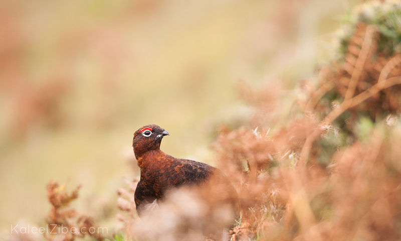 What to photograph in october