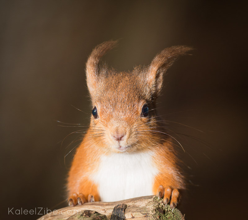 Red Squirrel October