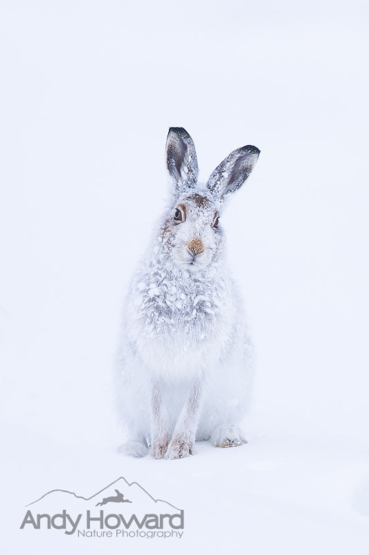 mountain hares in scotland