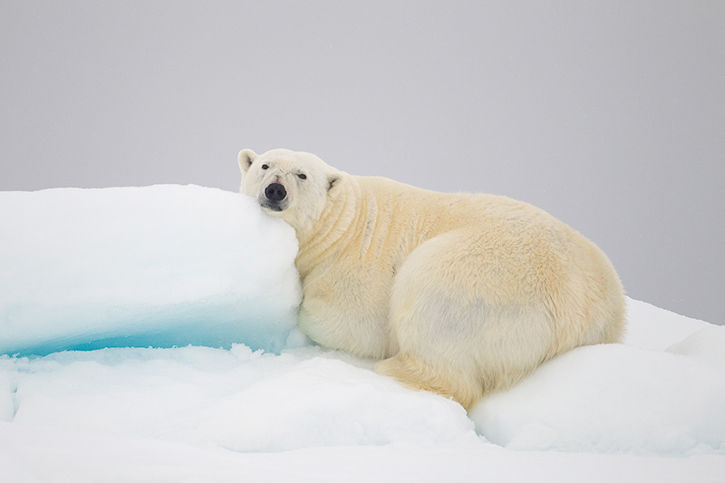 it's cool to cry peter cairns polar bear