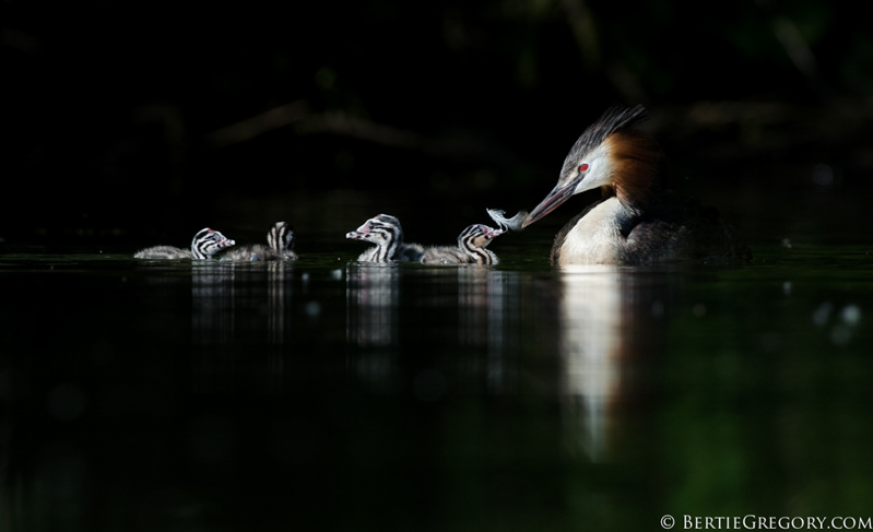 Great Crested Grebe Bertie Gregory