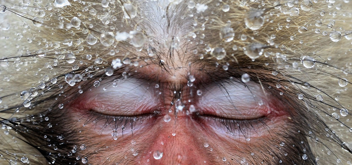 BBC Wildlife Photographer of the Year