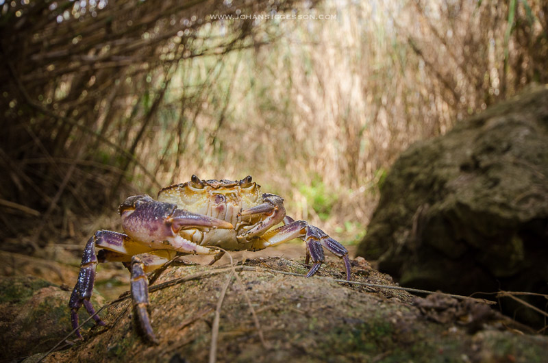 maltese crab how i got the shot