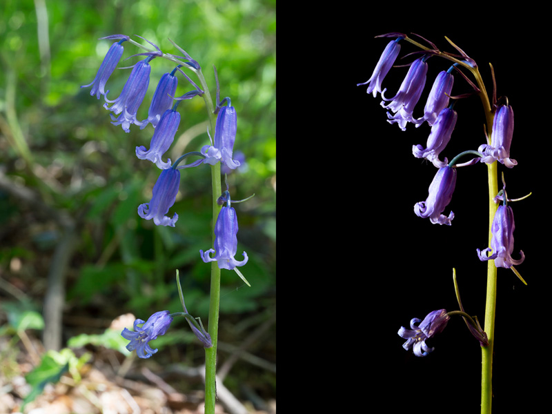 Before and after shot of a patch of bluebells. The only thing that has changed between the photos is the exposure and lighting method.