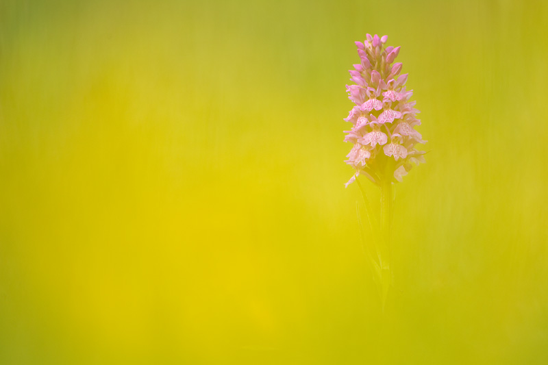 photographing flowers with a macro lens