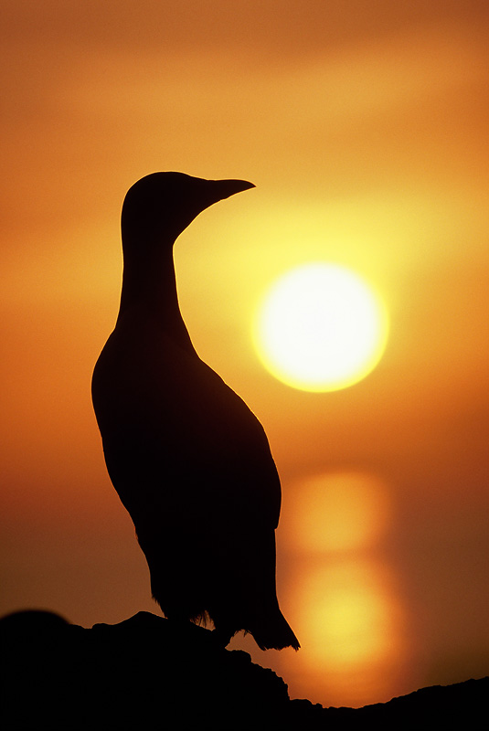 backlit guillemot