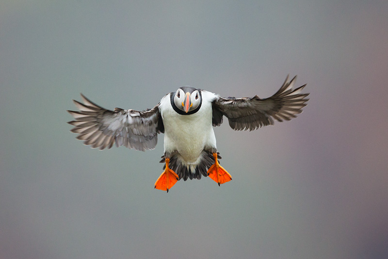 Atlantic puffin (Fratercula arctica) in flight on the island of Fair Isle, Shetland, UK, July 2013