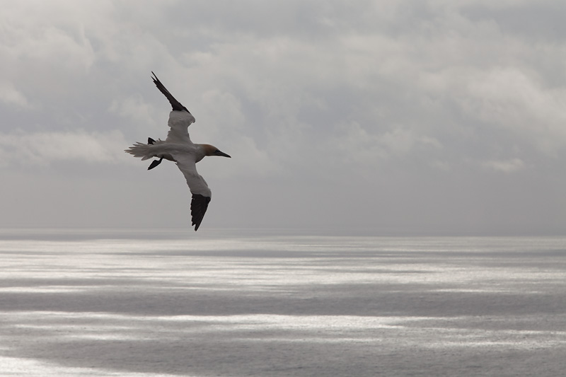 mark hamblin seabirds