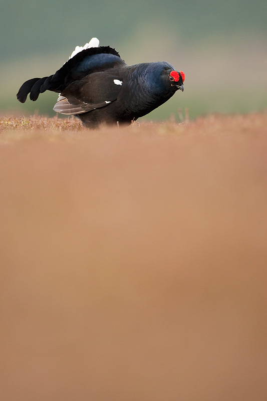 black grouse mark hamblin