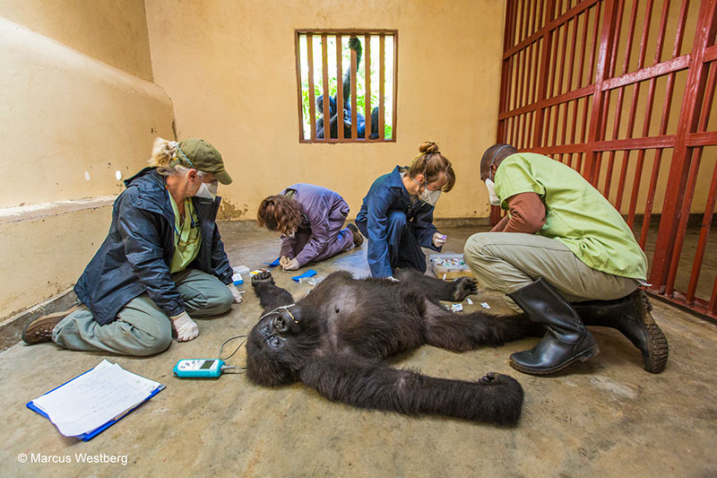 79.-Marcus-Westberg,-Gorilla-care