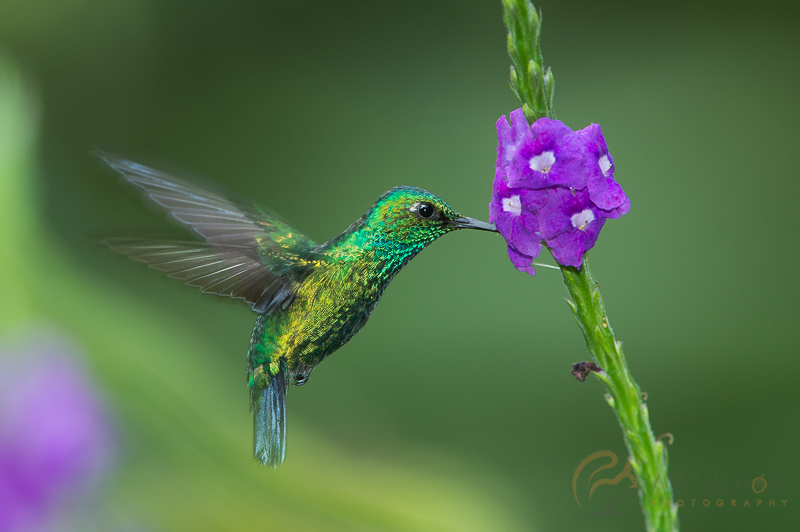 high speed bird photography