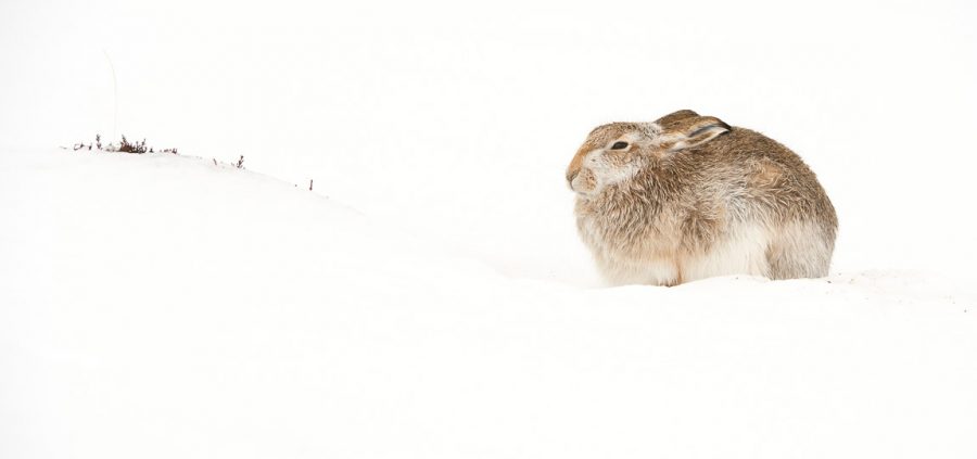 how to get high-key wildlife photos