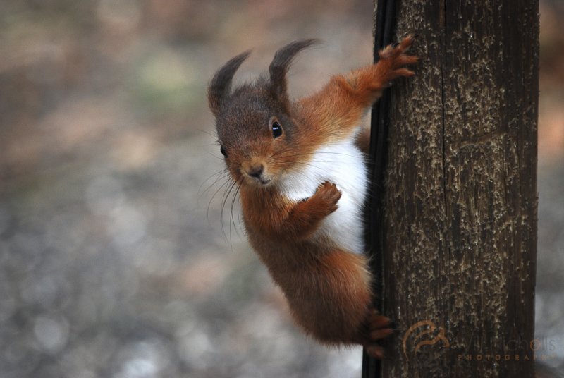 red squirrel