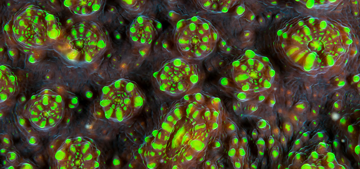 A Guide to Underwater Macro Photography Nature TTL