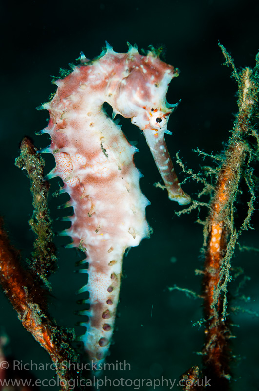 Thorny seahorse, Lambeh, Indonesia.