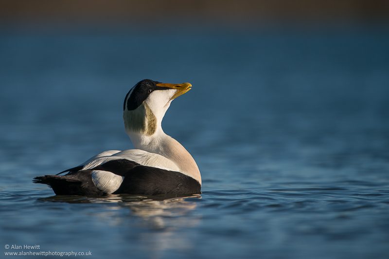 eider duck farne islands