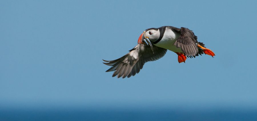 The Farne Islands