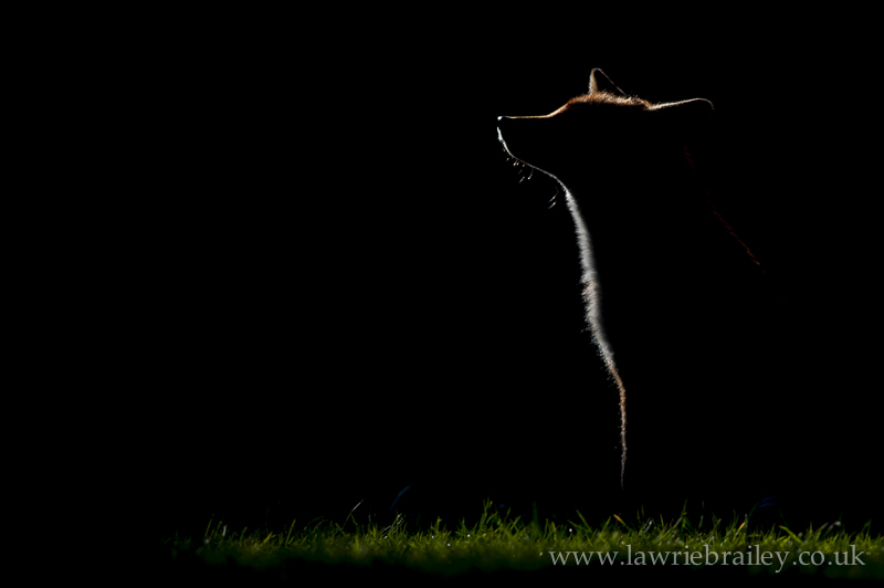 how to photograph a fox