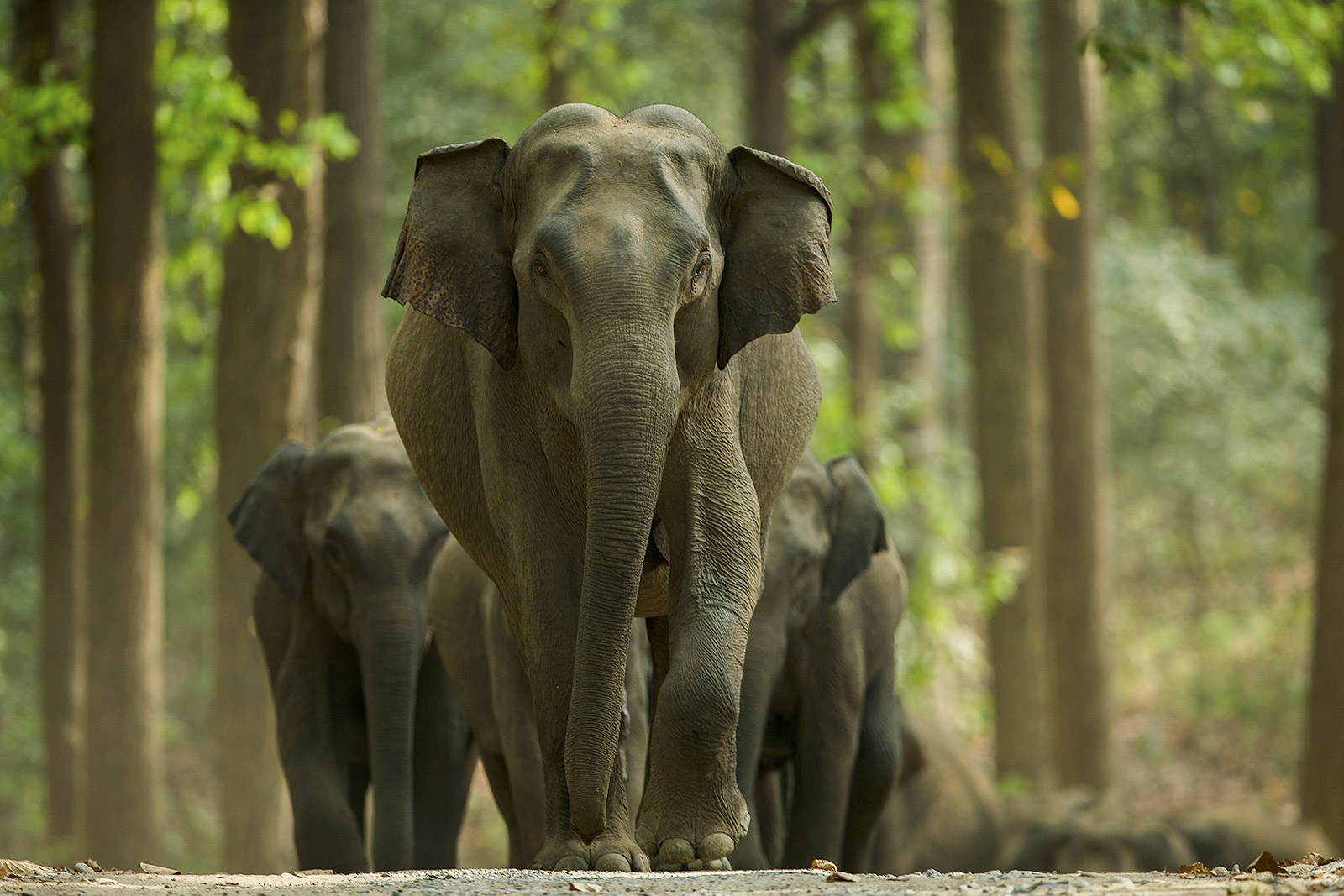 asian elephants