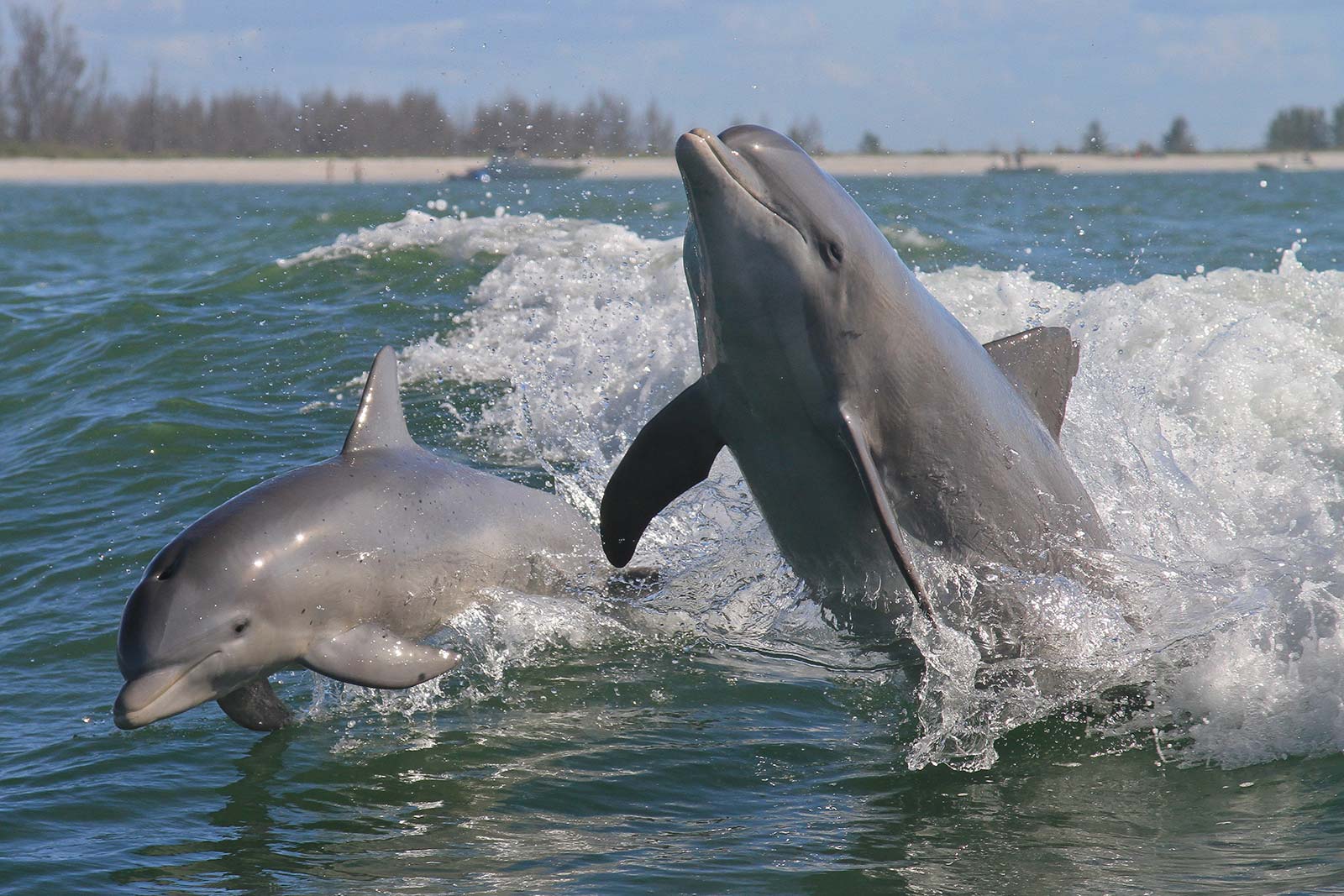 dolphins chanonry point