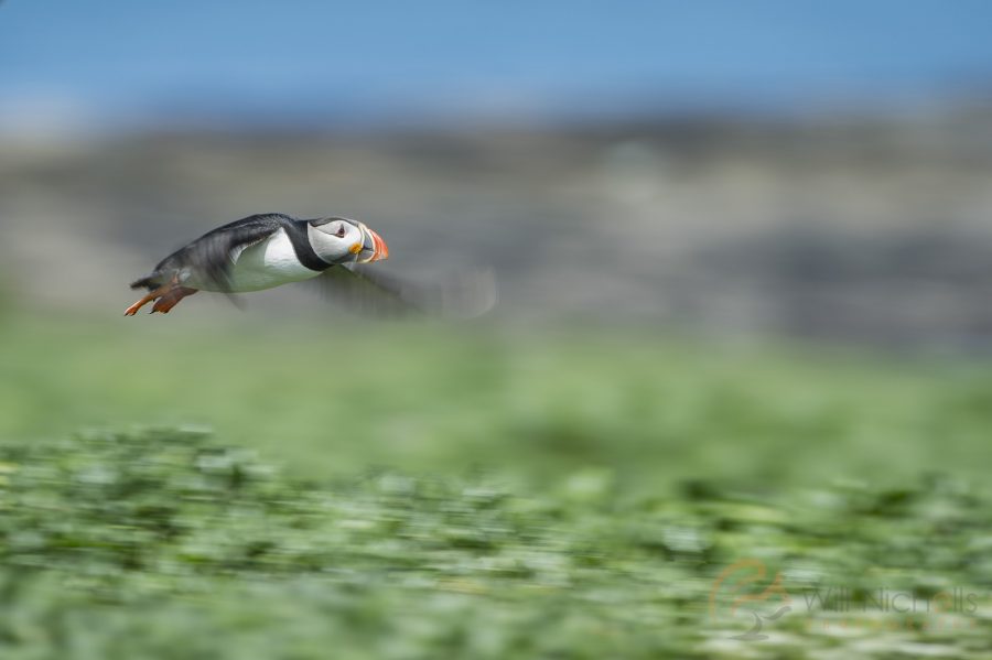 bird in flight