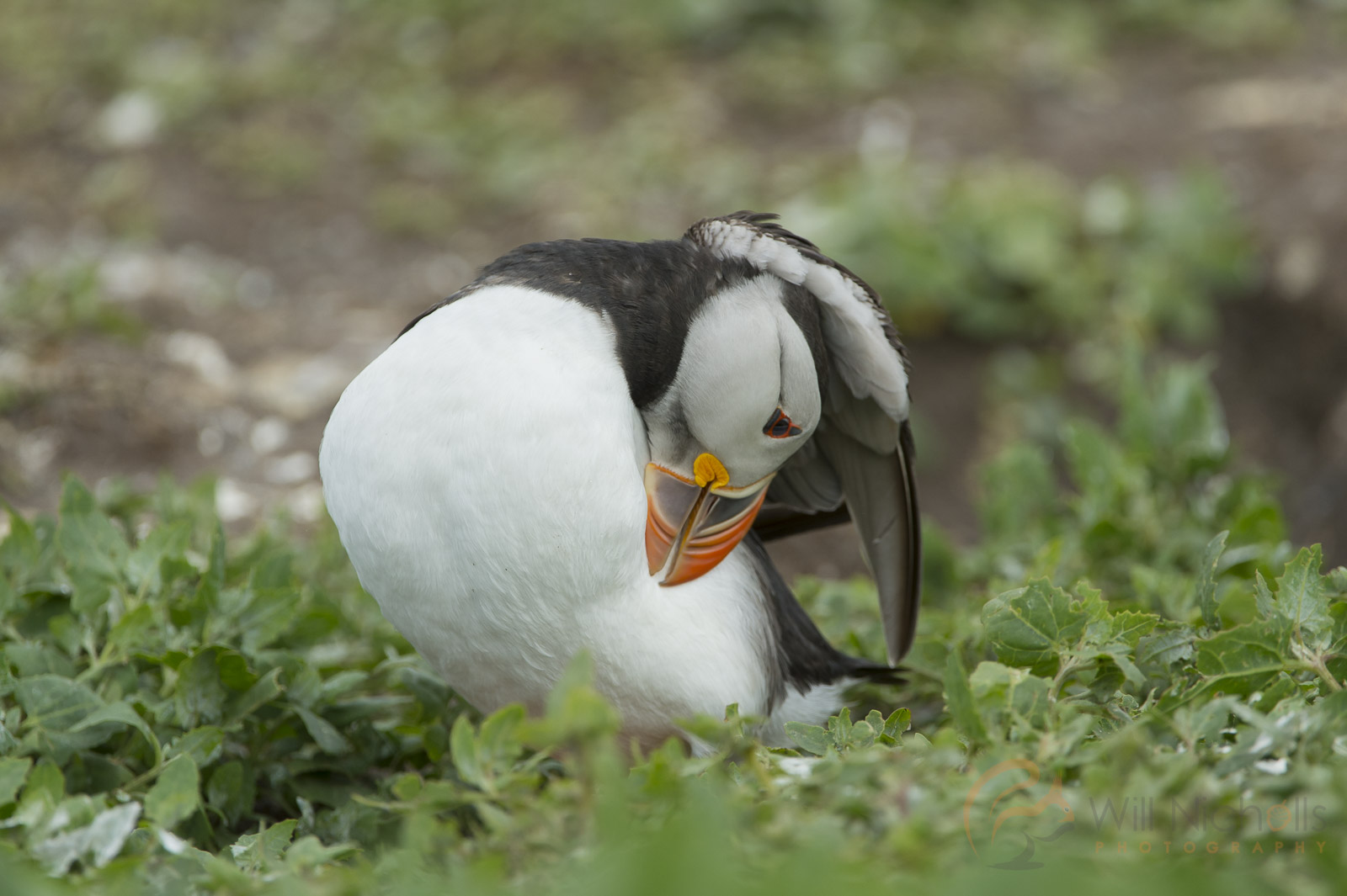 how to photograph puffins