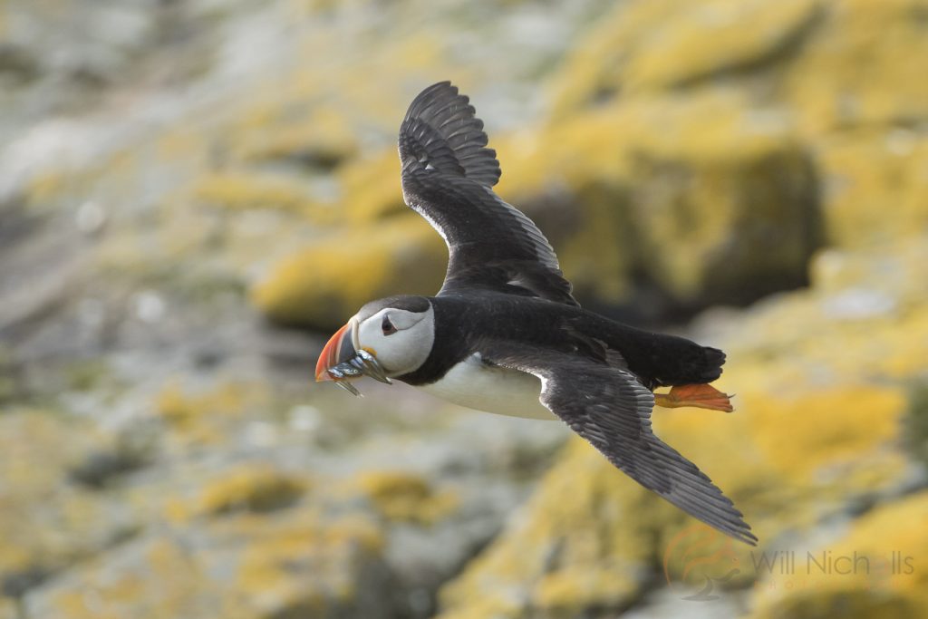 How to Photograph Puffins - Nature TTL