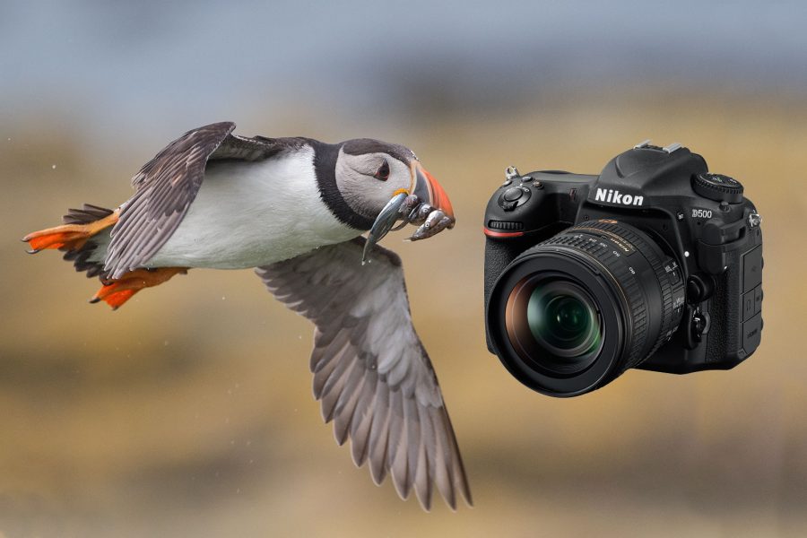 Nikon Review: the Hands of Wildlife Photographer - Nature