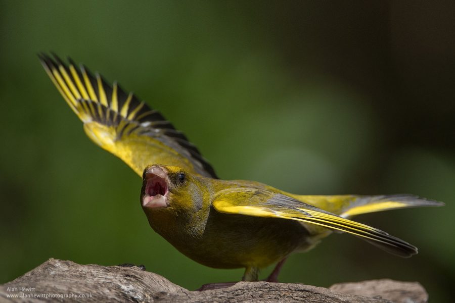 Nikon D500 Review: In the Hands of a Wildlife Photographer | Nature TTL