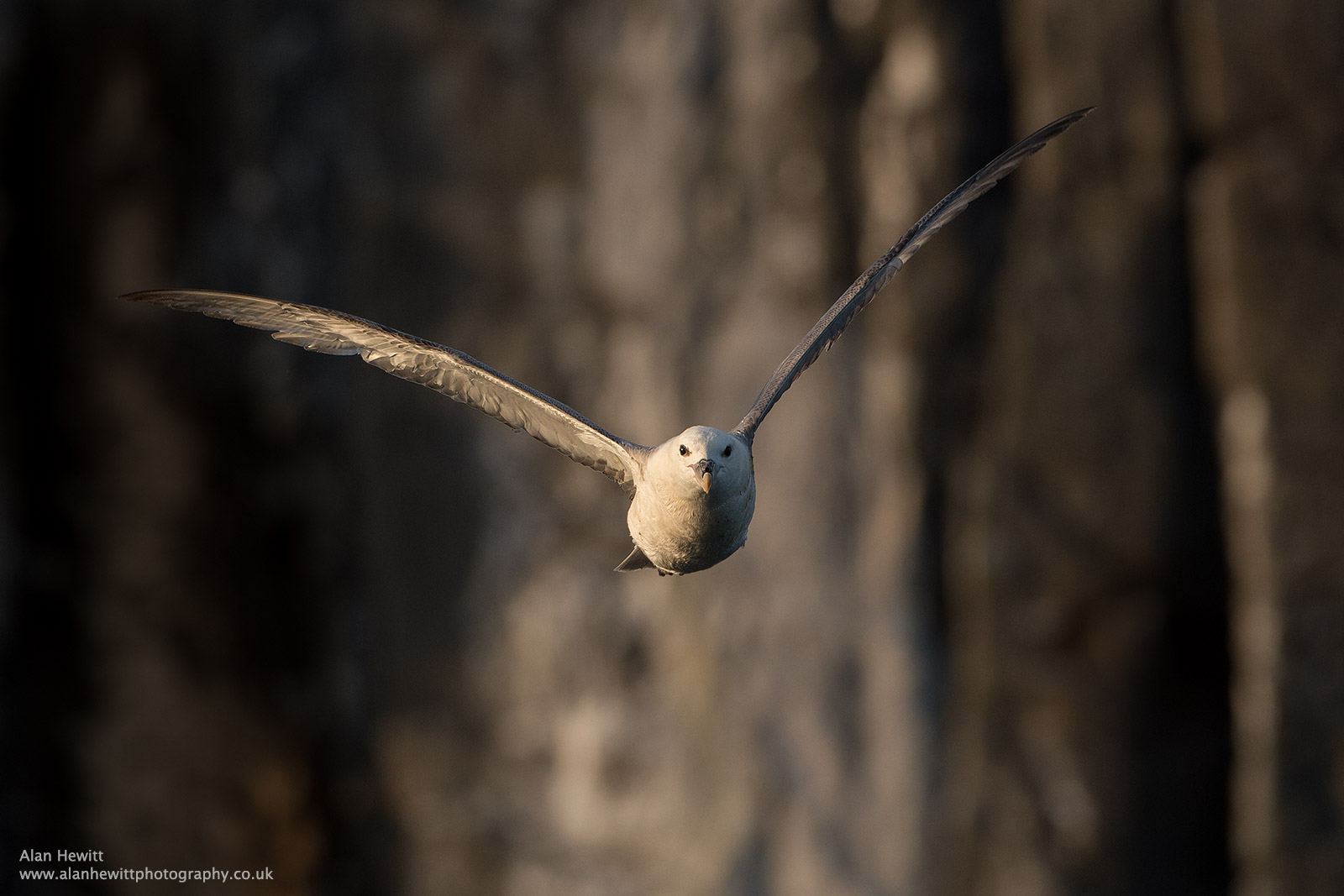 Review of the Nikon D500 for Wildlife and Bird Photography