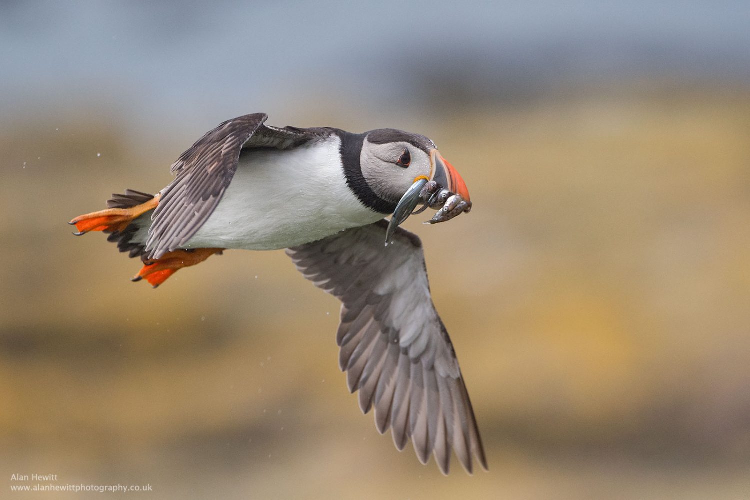 Nikon D500 Review In the Hands of a Wildlife Photographer Nature TTL