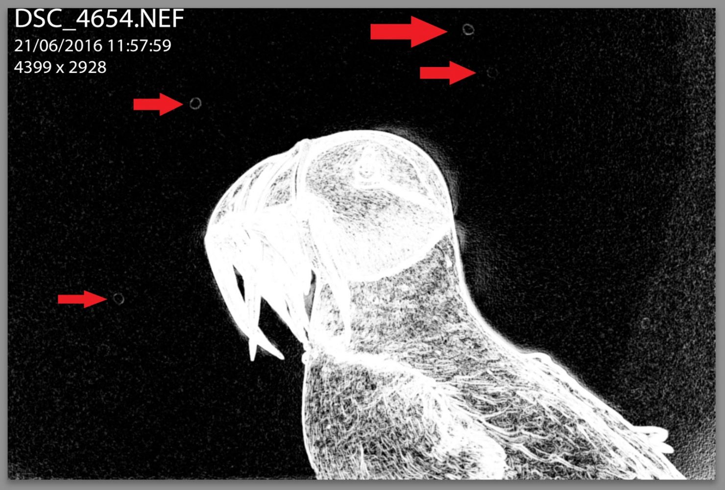 How to Quickly Find & Remove All Dust Spots in Lightroom Nature TTL