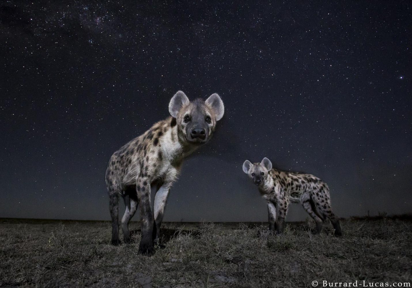 Wildlife Starscapes Photographing at Night in Africa Nature TTL