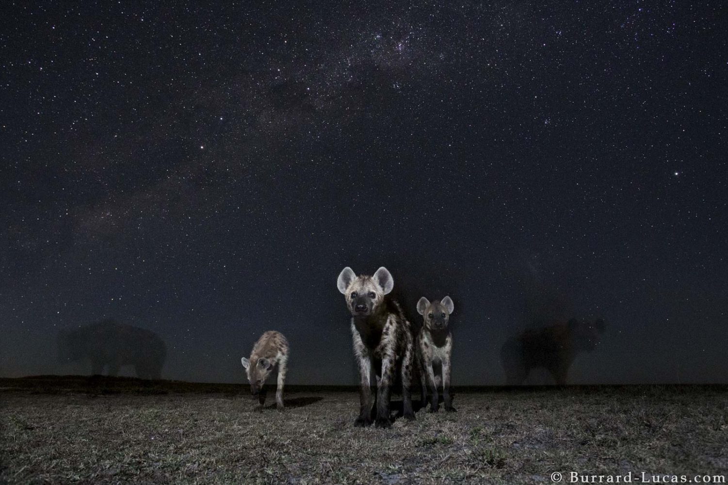 Wildlife Starscapes: Photographing at Night in Africa - Nature TTL