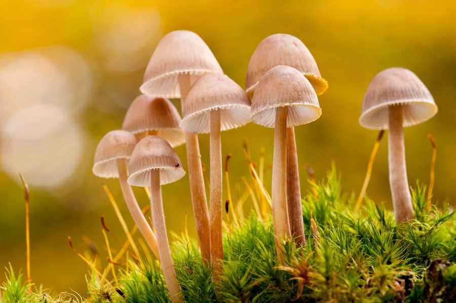 how to photograph fungi