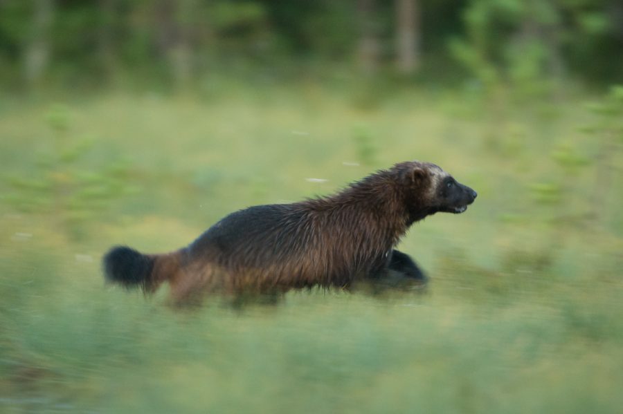 panning