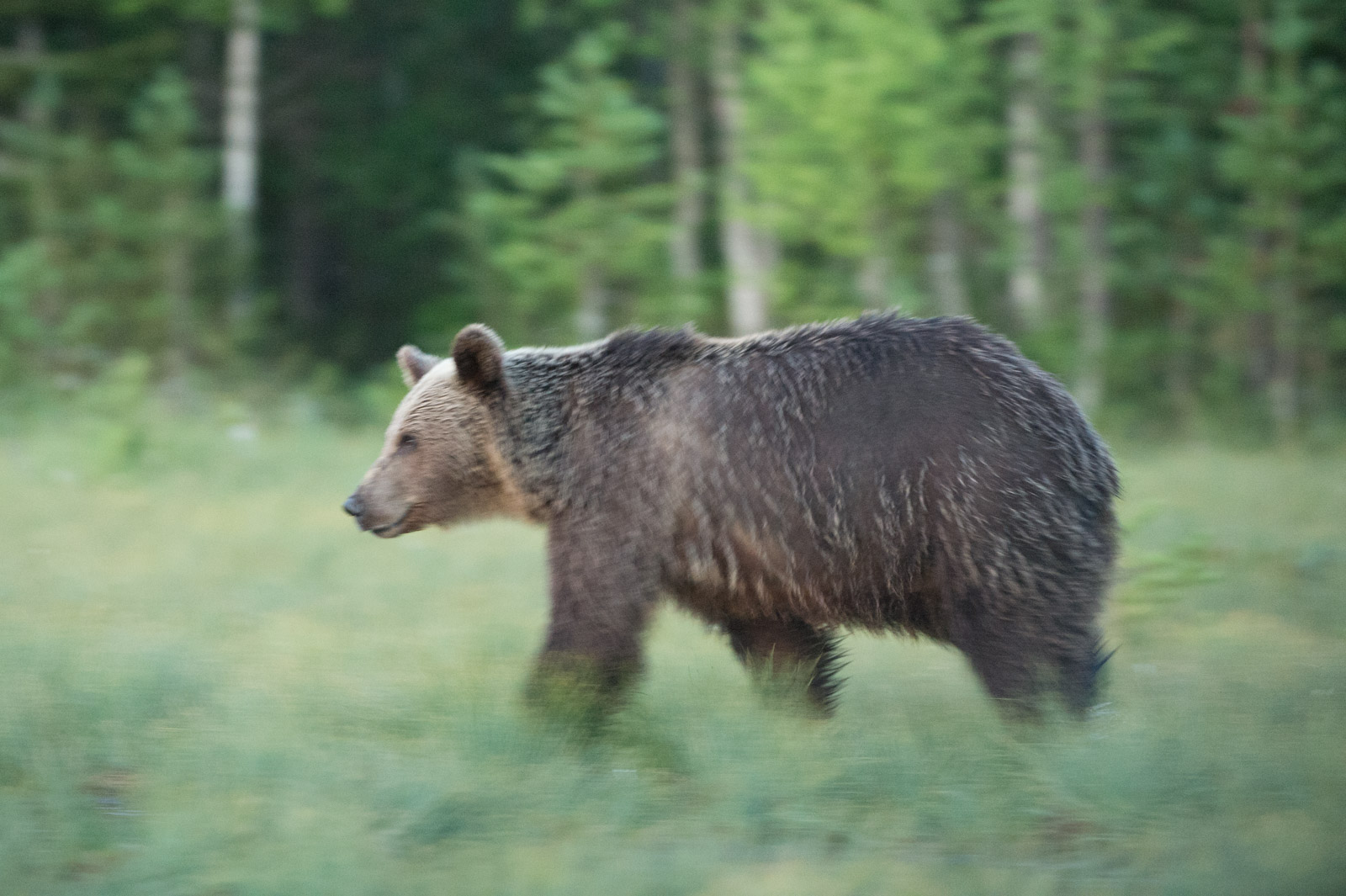 panning motion blur