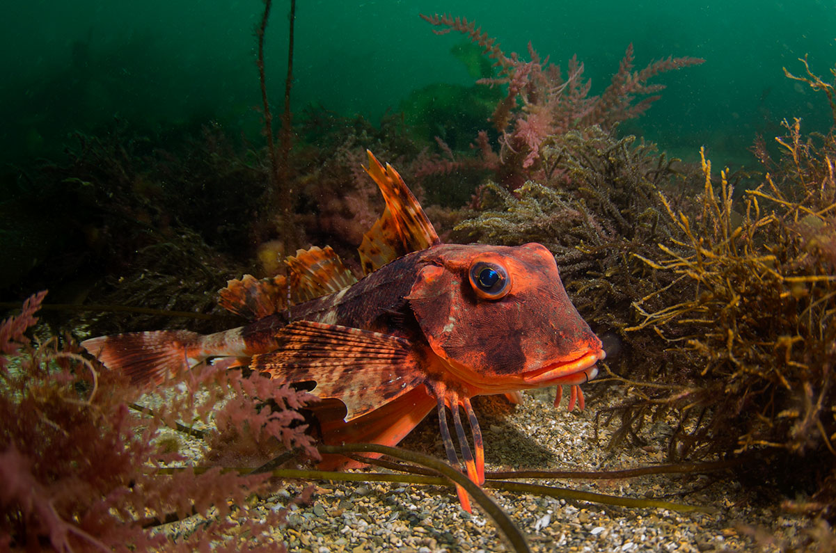 13 Ways to Improve Your Underwater Photos Nature TTL