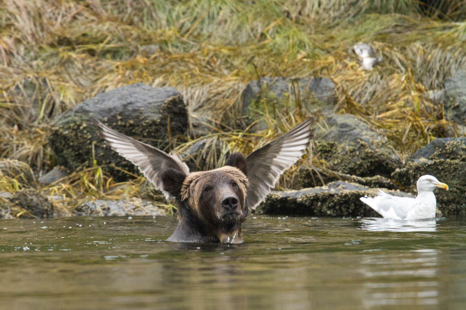 Winners of the Comedy Wildlife Photographer of the Year 2016 Nature TTL